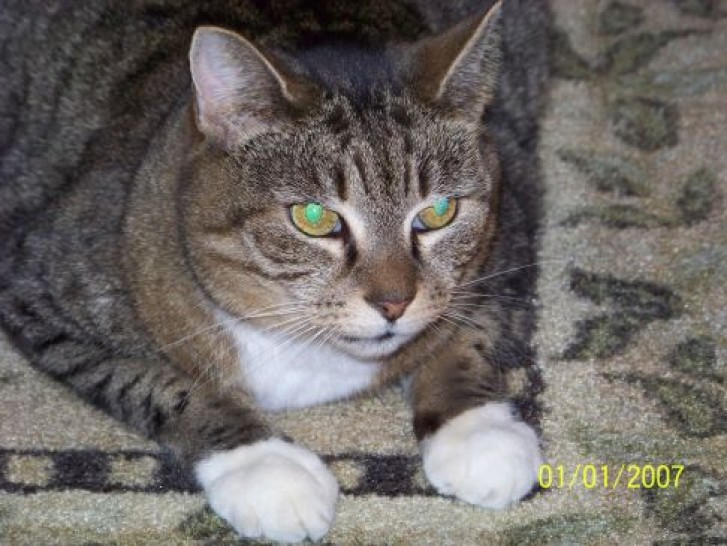 Picture of a cat / kitten / feline