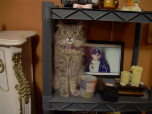 Picture of a cat / kitten / feline