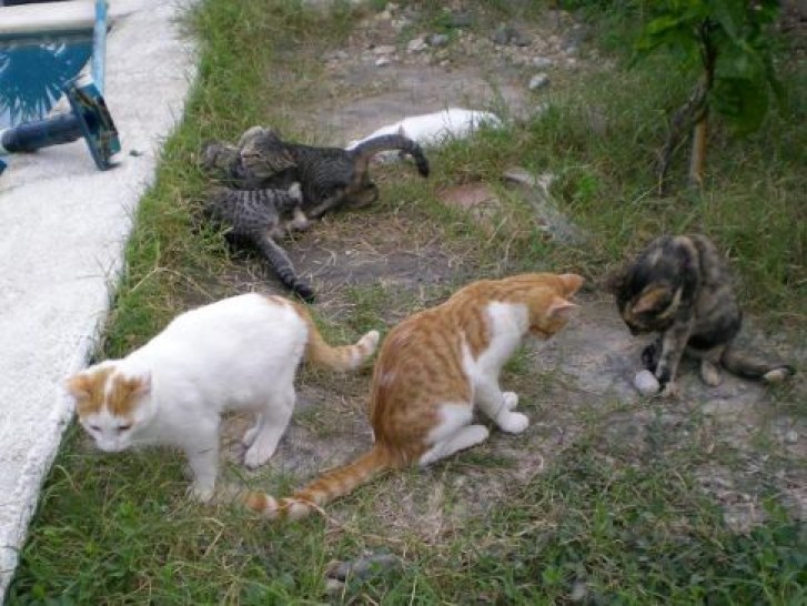 Picture of a cat / kitten / feline