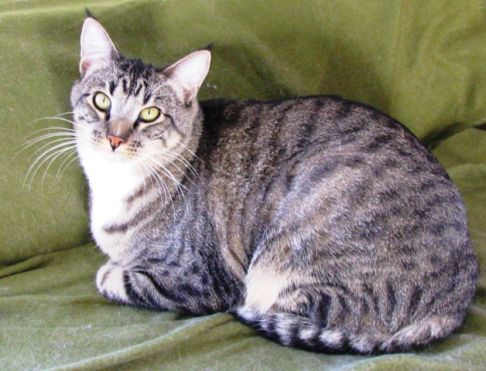 Picture of a cat / kitten / feline