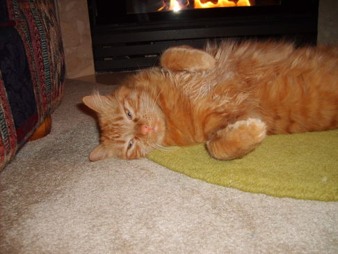 Picture of a cat / kitten / feline