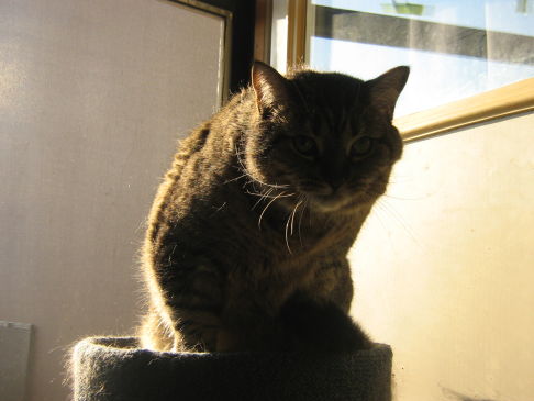 Picture of a cat / kitten / feline