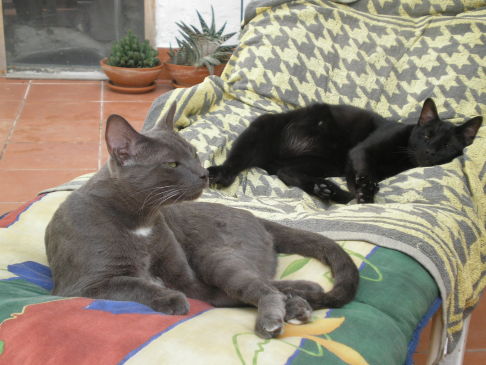 Picture of a cat / kitten / feline