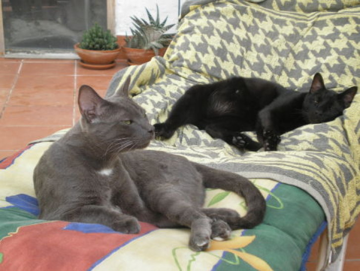 Picture of a cat / kitten / feline