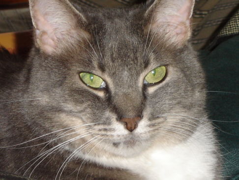 Picture of a cat / kitten / feline