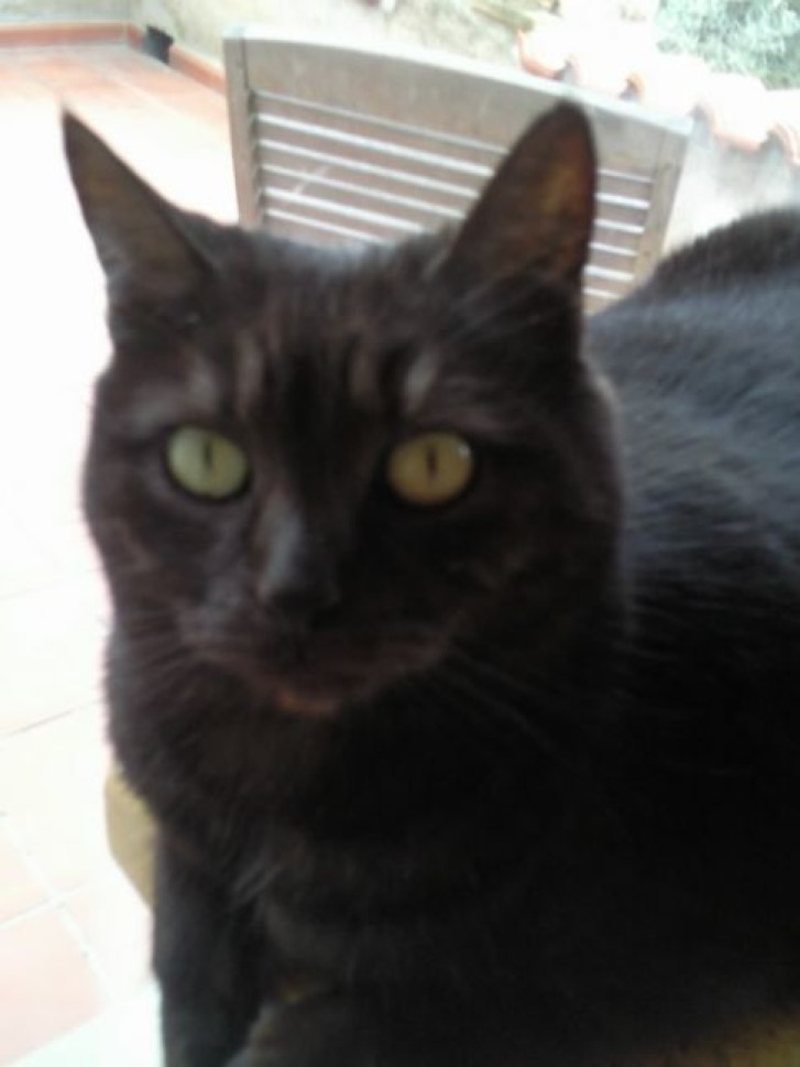 Picture of a cat / kitten / feline