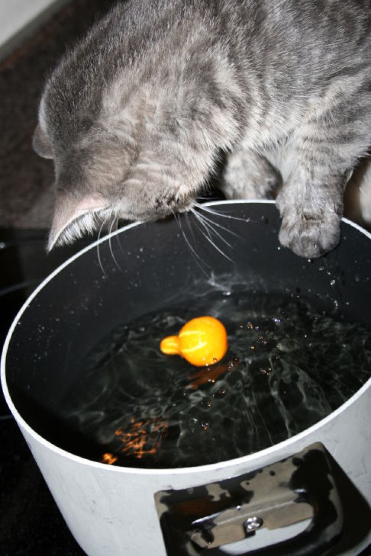 Picture of a cat / kitten / feline