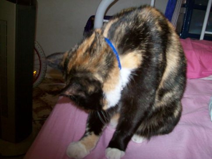 Picture of a cat / kitten / feline