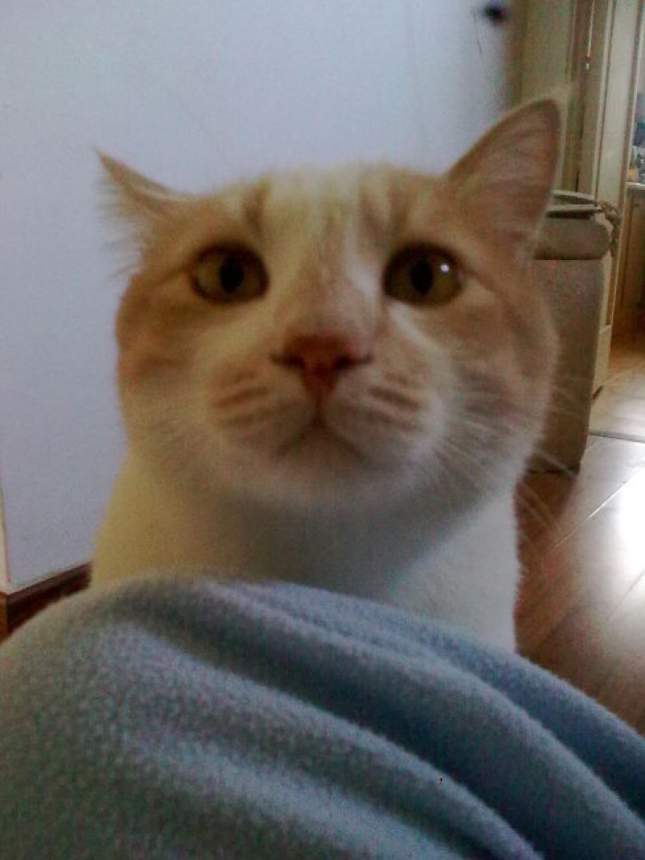 Picture of a cat / kitten / feline