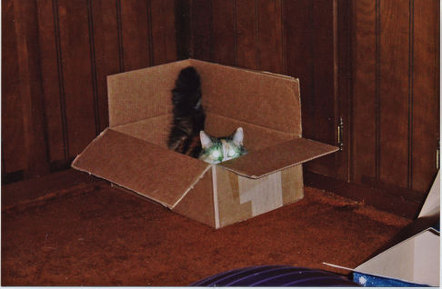 Picture of a cat / kitten / feline