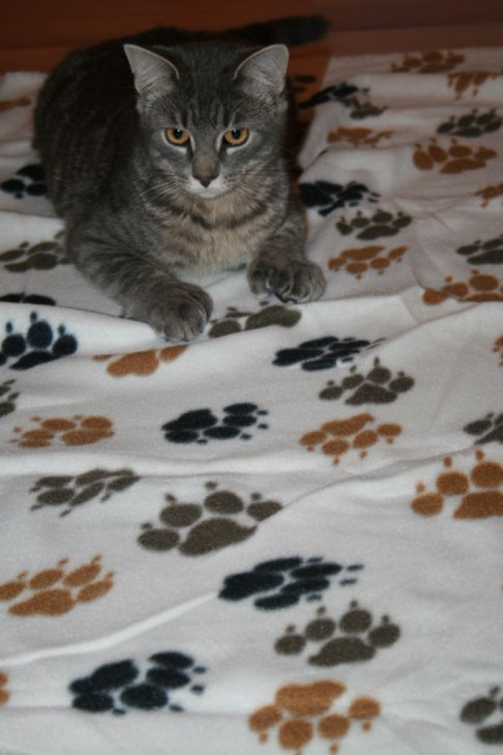 Picture of a cat / kitten / feline