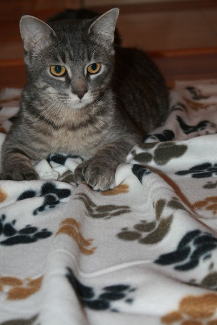 Picture of a cat / kitten / feline