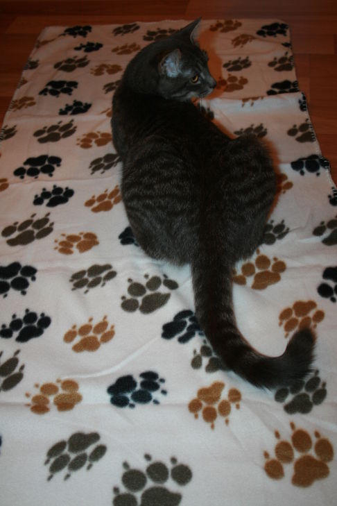 Picture of a cat / kitten / feline