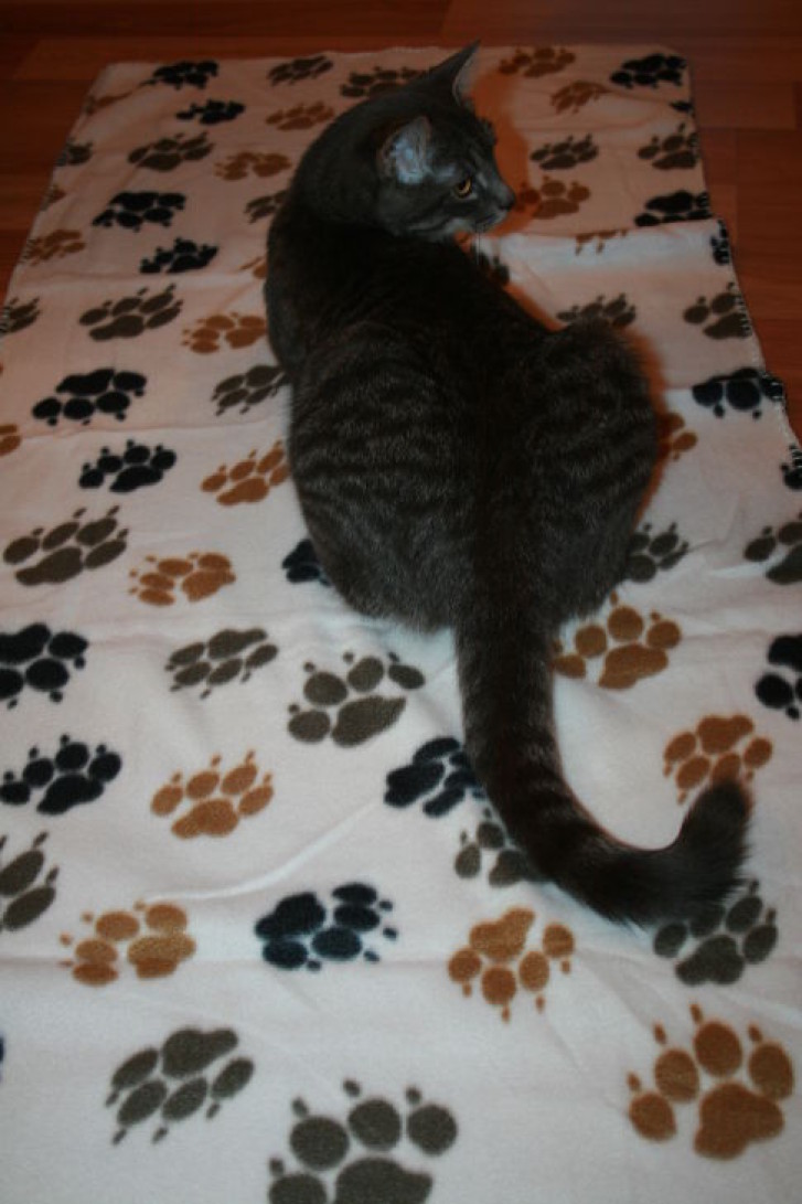 Picture of a cat / kitten / feline