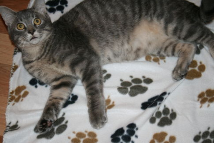 Picture of a cat / kitten / feline