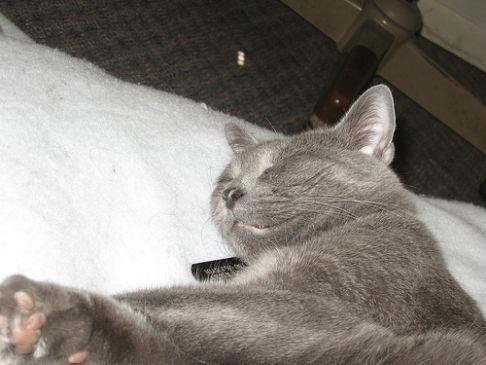 Picture of a cat / kitten / feline