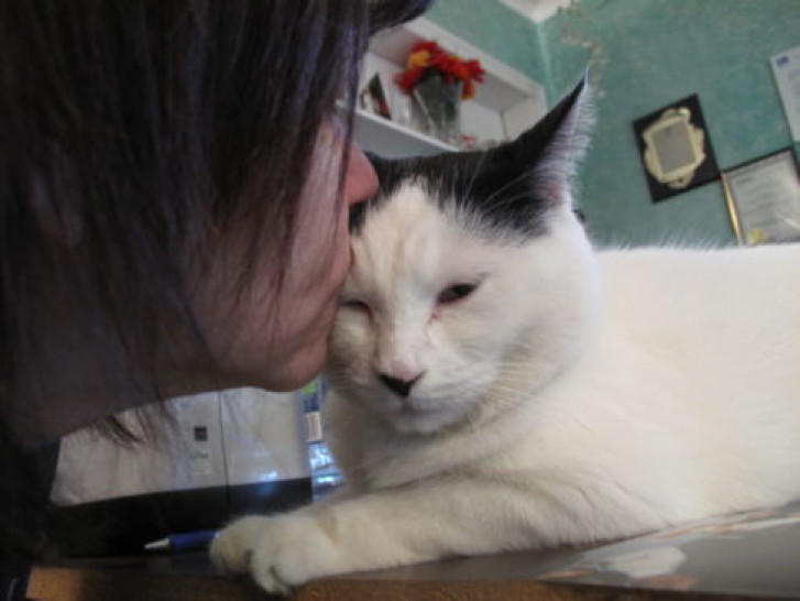 Picture of a cat / kitten / feline