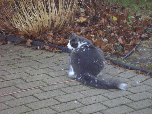 Picture of a cat / kitten / feline