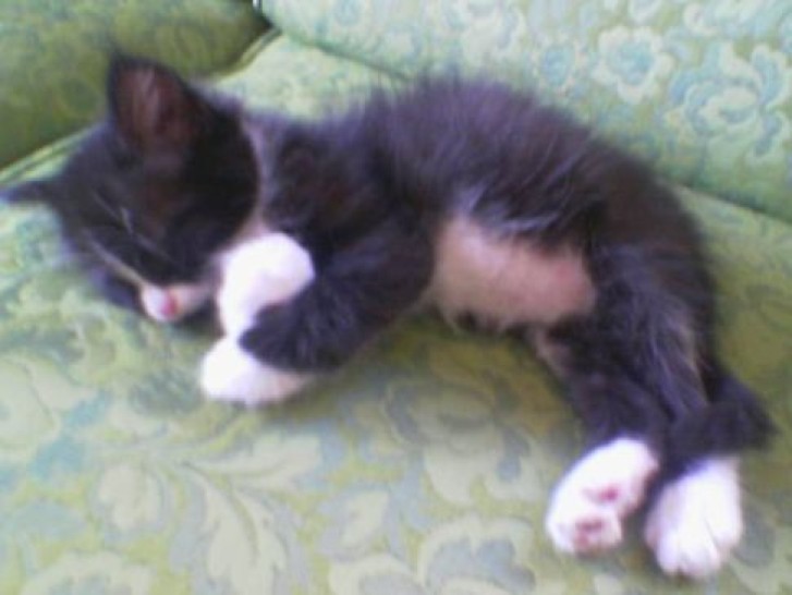 Picture of a cat / kitten / feline