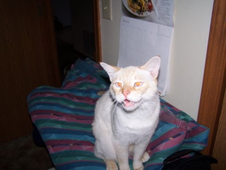 Picture of a cat / kitten / feline