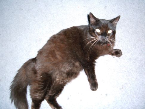 Picture of a cat / kitten / feline