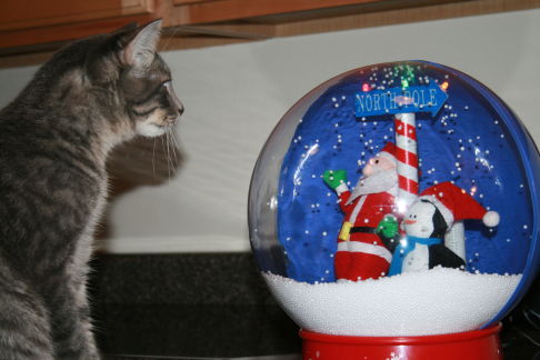 Picture of a cat / kitten / feline