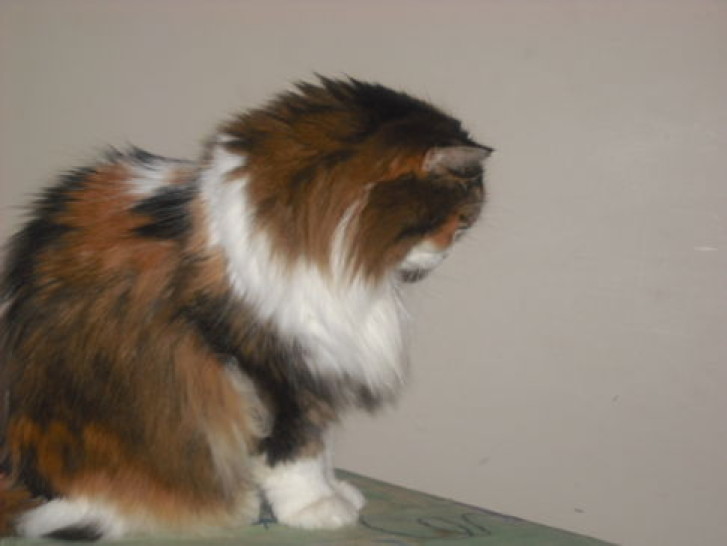 Picture of a cat / kitten / feline