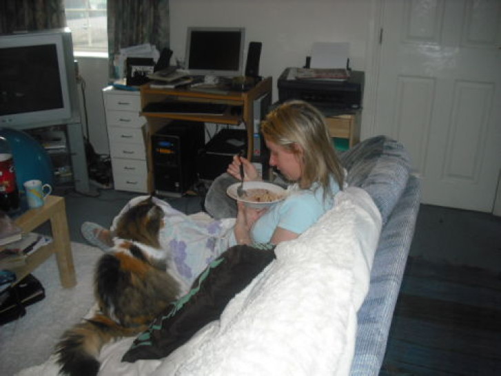 Picture of a cat / kitten / feline