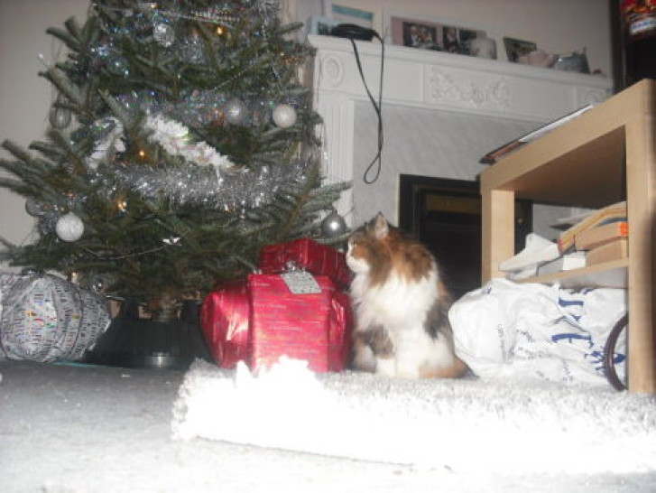 Picture of a cat / kitten / feline