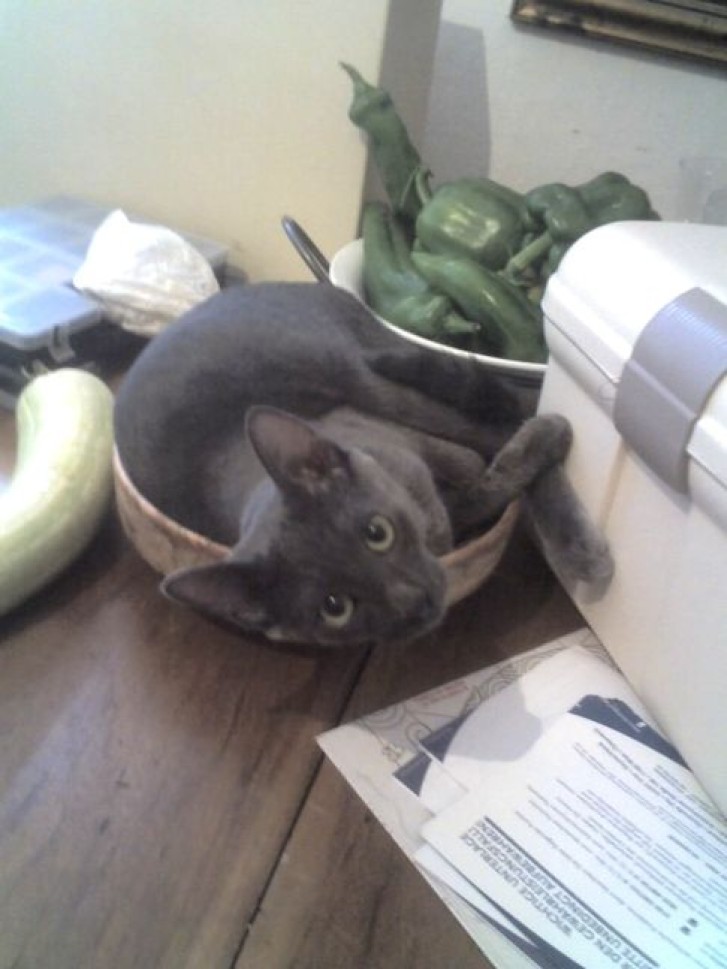 Picture of a cat / kitten / feline