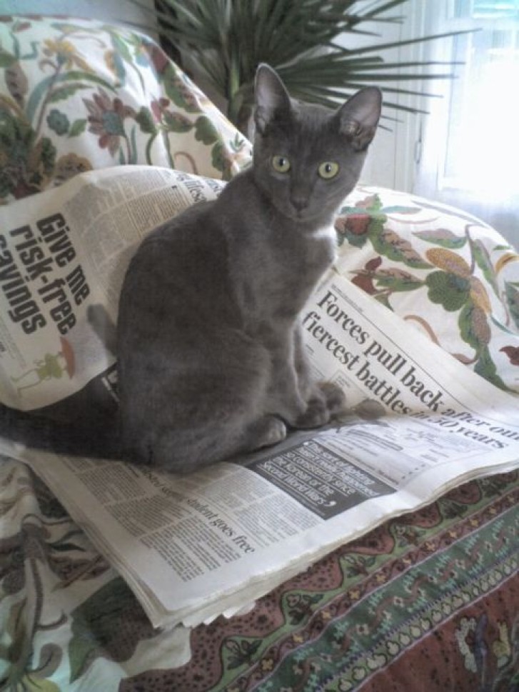 Picture of a cat / kitten / feline