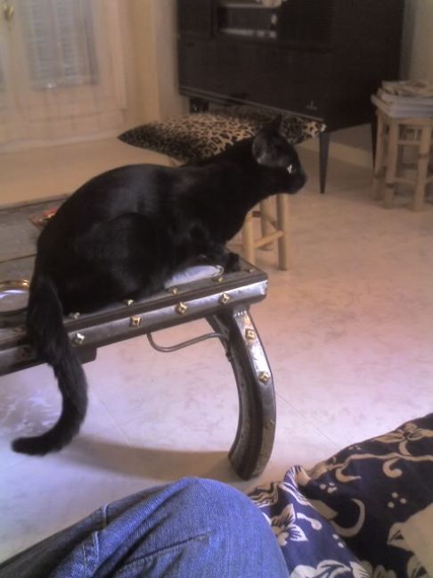 Picture of a cat / kitten / feline