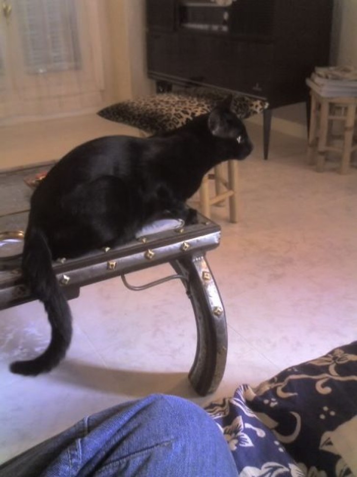 Picture of a cat / kitten / feline