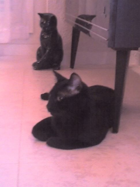 Picture of a cat / kitten / feline