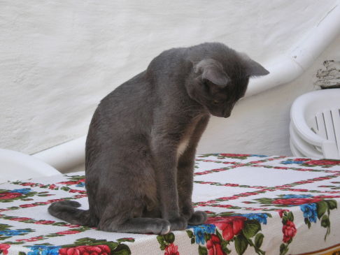 Picture of a cat / kitten / feline