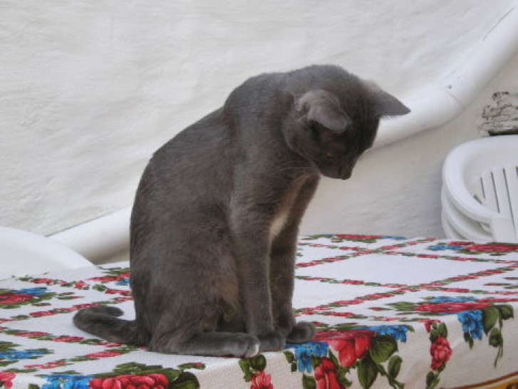 Picture of a cat / kitten / feline