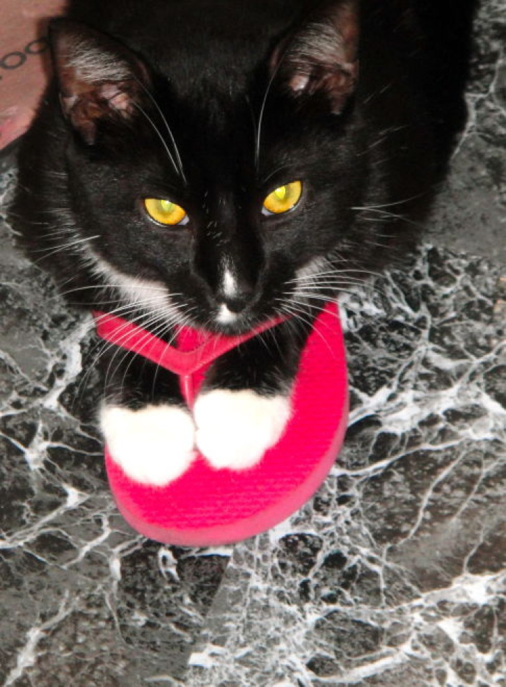 Picture of a cat / kitten / feline