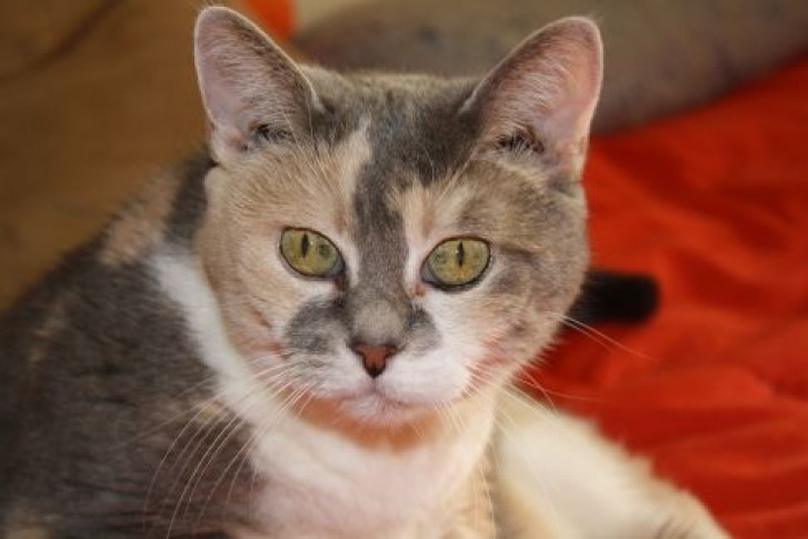 Picture of a cat / kitten / feline