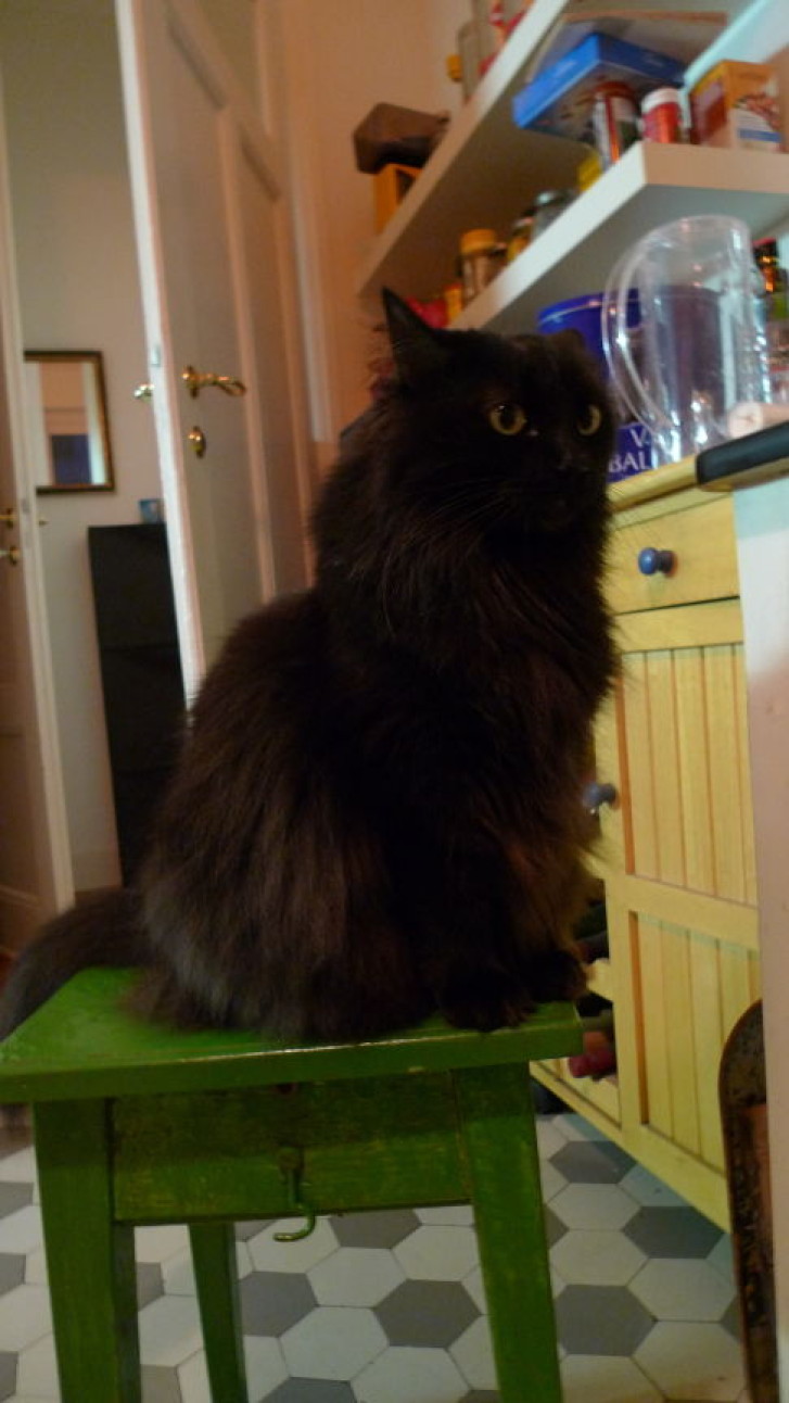 Picture of a cat / kitten / feline