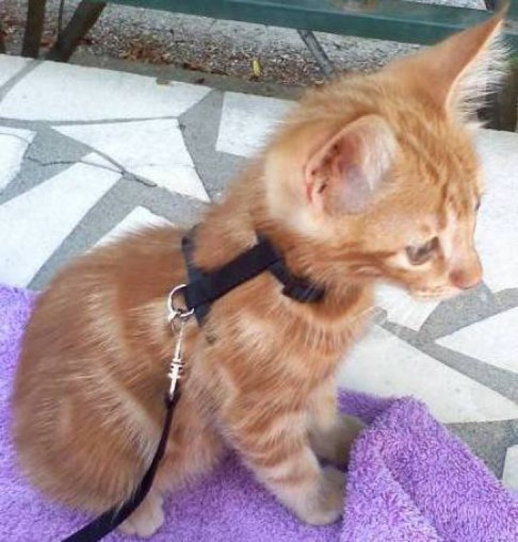 Picture of a cat / kitten / feline