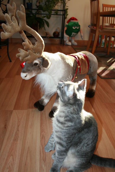 Picture of a cat / kitten / feline