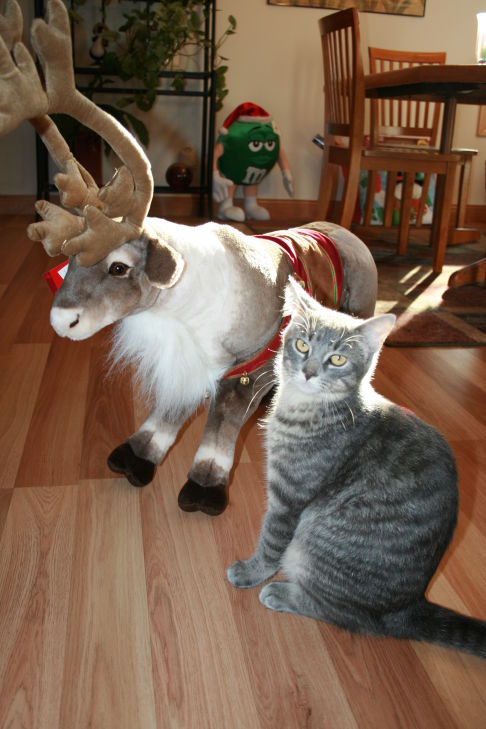 Picture of a cat / kitten / feline