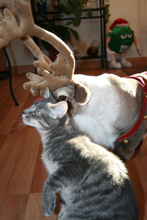 Picture of a cat / kitten / feline