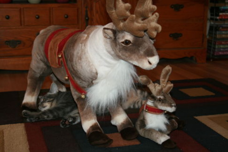 Picture of a cat / kitten / feline