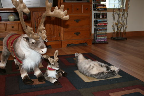 Picture of a cat / kitten / feline