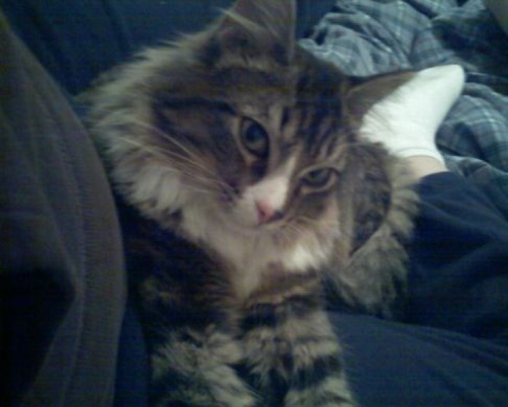 Picture of a cat / kitten / feline