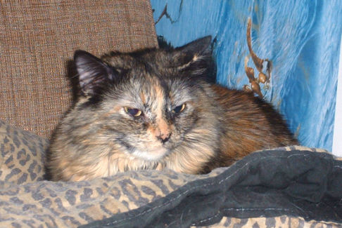 Picture of a cat / kitten / feline