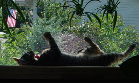 Picture of a cat / kitten / feline