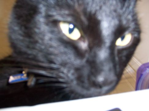 Picture of a cat / kitten / feline