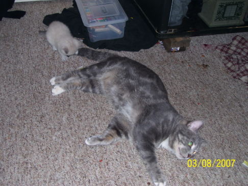 Picture of a cat / kitten / feline